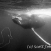 whale_humpback_h_00182_dom3581.jpg